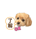 ぷーたん6歳（個別スタンプ：12）