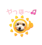⭐︎ジョリー＆ピコ＆メリー＆マリー⭐︎（個別スタンプ：2）
