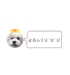 ⭐︎ジョリー＆ピコ＆メリー＆マリー⭐︎（個別スタンプ：6）