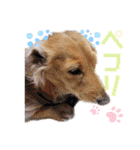 ⭐︎ジョリー＆ピコ＆メリー＆マリー⭐︎（個別スタンプ：7）