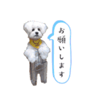 ⭐︎ジョリー＆ピコ＆メリー＆マリー⭐︎（個別スタンプ：8）