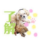 ⭐︎ジョリー＆ピコ＆メリー＆マリー⭐︎（個別スタンプ：9）
