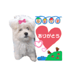⭐︎ジョリー＆ピコ＆メリー＆マリー⭐︎（個別スタンプ：16）