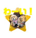 ⭐︎ジョリー＆ピコ＆メリー＆マリー⭐︎（個別スタンプ：18）