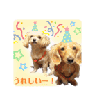 ⭐︎ジョリー＆ピコ＆メリー＆マリー⭐︎（個別スタンプ：19）