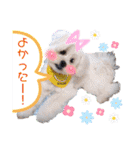 ⭐︎ジョリー＆ピコ＆メリー＆マリー⭐︎（個別スタンプ：20）