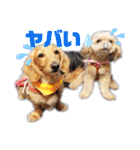 ⭐︎ジョリー＆ピコ＆メリー＆マリー⭐︎（個別スタンプ：31）