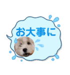 ⭐︎ジョリー＆ピコ＆メリー＆マリー⭐︎（個別スタンプ：36）