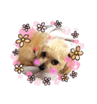 ⭐︎ジョリー＆ピコ＆メリー＆マリー⭐︎（個別スタンプ：38）