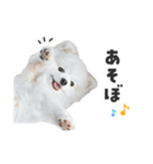 もふもふ！ぺろちゃんの日常♪（個別スタンプ：1）