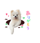 もふもふ！ぺろちゃんの日常♪（個別スタンプ：2）