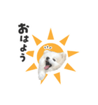もふもふ！ぺろちゃんの日常♪（個別スタンプ：3）