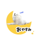 もふもふ！ぺろちゃんの日常♪（個別スタンプ：4）