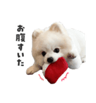もふもふ！ぺろちゃんの日常♪（個別スタンプ：5）