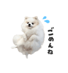 もふもふ！ぺろちゃんの日常♪（個別スタンプ：6）