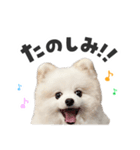 もふもふ！ぺろちゃんの日常♪（個別スタンプ：7）