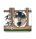 2024  uti no kuroshiba（個別スタンプ：3）