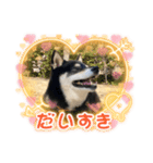 2024  uti no kuroshiba（個別スタンプ：6）