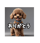 かわいいトイプードルと悲しいトイプードル（個別スタンプ：3）