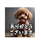 かわいいトイプードルと悲しいトイプードル（個別スタンプ：12）