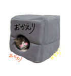 毎日ゆったり過ごす猫⑥（個別スタンプ：9）