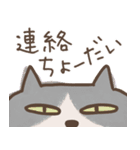 ねこがいる。【家族連絡】（個別スタンプ：11）