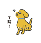 ぬるま湯犬（個別スタンプ：1）