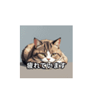 ユーモアな猫の日常（個別スタンプ：6）