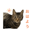 ネオ・ザ・タロウ2（個別スタンプ：6）