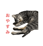 ネオ・ザ・タロウ2（個別スタンプ：7）