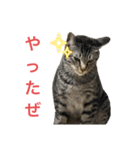 ネオ・ザ・タロウ2（個別スタンプ：8）