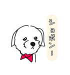 マルチーズ犬のひめちゃん【日常で使える】（個別スタンプ：8）