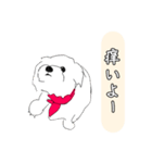 マルチーズ犬のひめちゃん【日常で使える】（個別スタンプ：10）