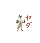 動く！躍る猫ミーム(パート12)（個別スタンプ：4）