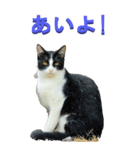 江戸っ子な野生猫2ーBIG（個別スタンプ：1）