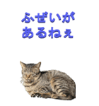 江戸っ子な野生猫2ーBIG（個別スタンプ：30）