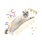 COCO TAKEMOTO（個別スタンプ：13）