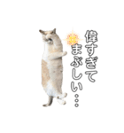 COCO TAKEMOTO（個別スタンプ：14）