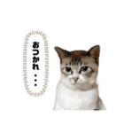 COCO TAKEMOTO（個別スタンプ：16）