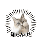 COCO TAKEMOTO（個別スタンプ：17）
