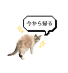 COCO TAKEMOTO（個別スタンプ：27）