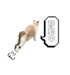 COCO TAKEMOTO（個別スタンプ：28）