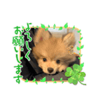 ポメパピSunny（個別スタンプ：2）