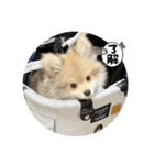 ポメパピSunny（個別スタンプ：3）