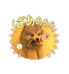 ポメパピSunny（個別スタンプ：4）
