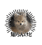 ポメパピSunny（個別スタンプ：5）
