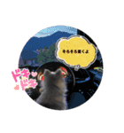 ポメパピSunny（個別スタンプ：8）