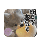 ポメパピSunny（個別スタンプ：9）