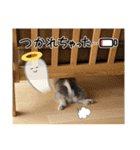ポメパピSunny（個別スタンプ：10）