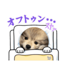 ポメパピSunny（個別スタンプ：11）